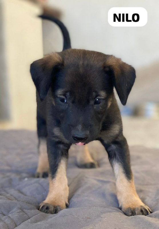 Nilo - Chien à adopter - photo 4