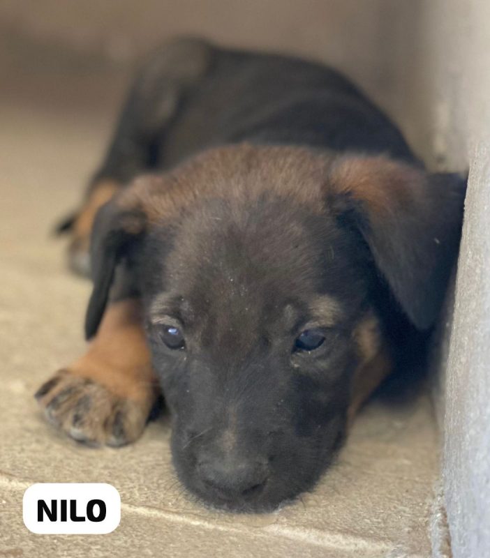 Nilo - Chien à adopter - photo 2