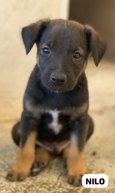 Nilo - Chien à adopter - photo 3