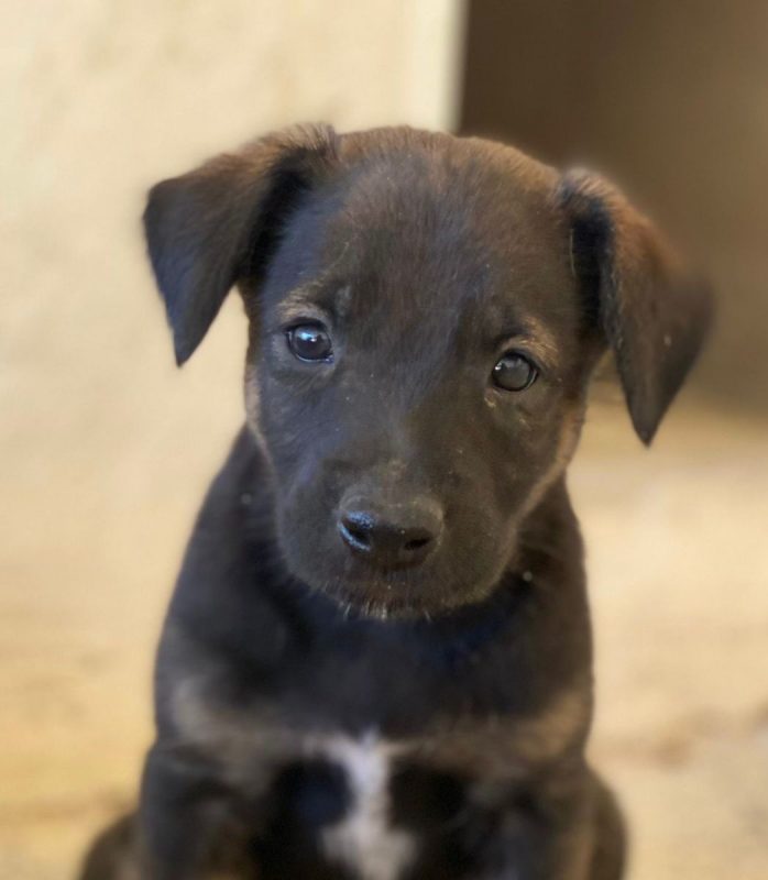 Nilo - Chien à adopter