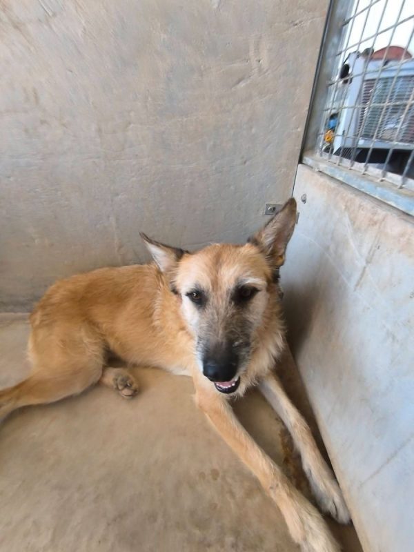 Jala - Chien à adopter - photo 2