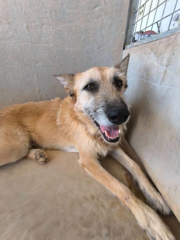 Jala - Chien à adopter - photo 7
