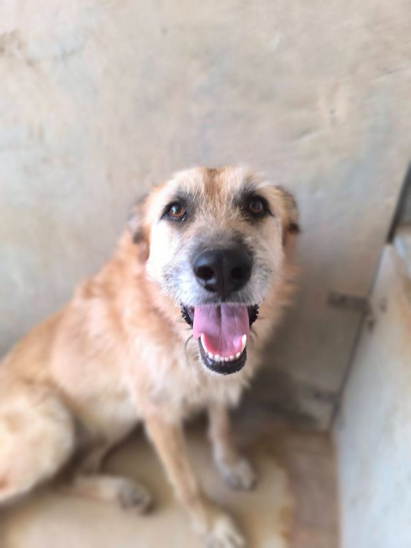 Jala - Chien à adopter - photo 3