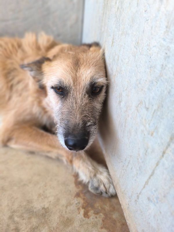 Jala - Chien à adopter - photo 5
