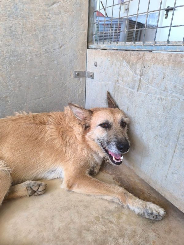 Jala - Chien à adopter - photo 11
