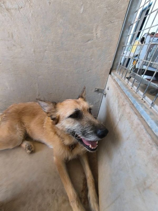 Jala - Chien à adopter - photo 4