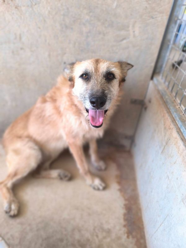 Jala - Chien à adopter - photo 10