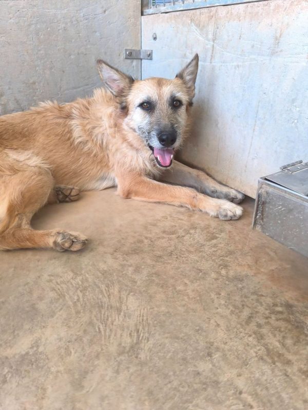Jala - Chien à adopter - photo 8