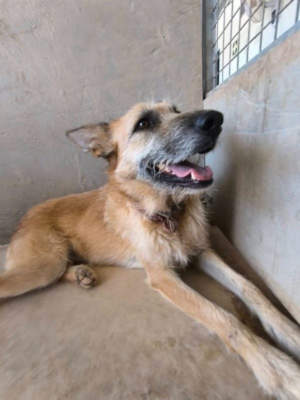 Jala - Chien à adopter - photo 12