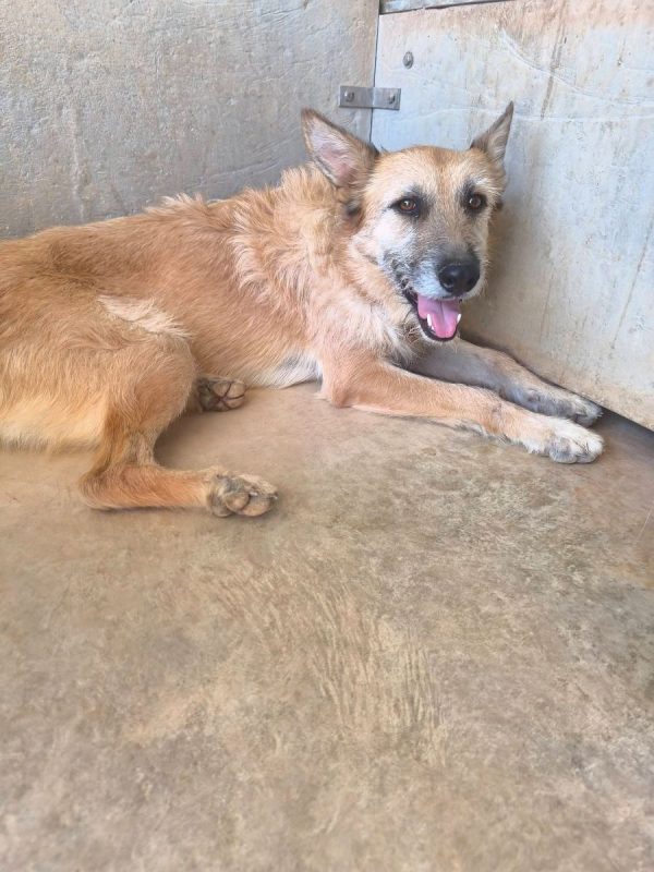 Jala - Chien à adopter - photo 6