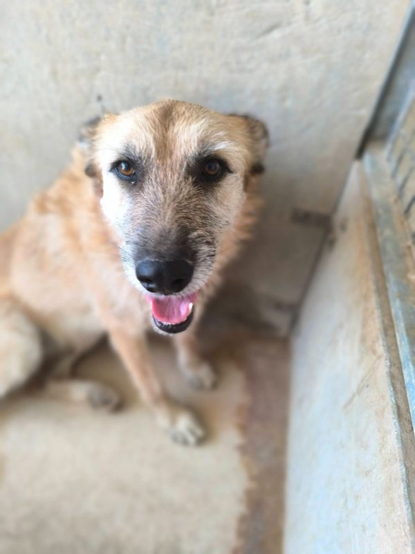 Jala - Chien à adopter