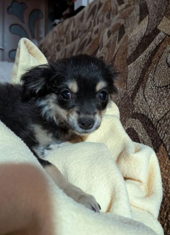 Hada - Chien à adopter - photo 2