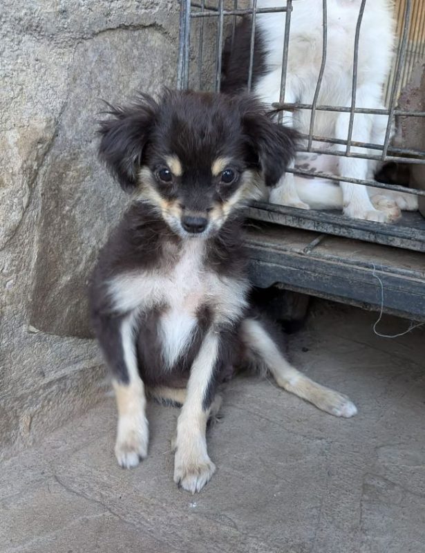Hada - Chien à adopter - photo 5