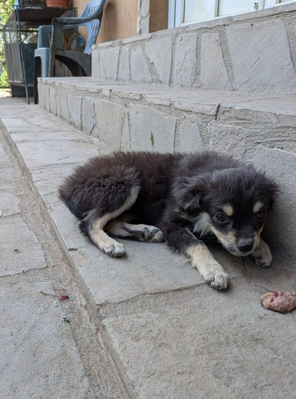 Hada - Chien à adopter - photo 4