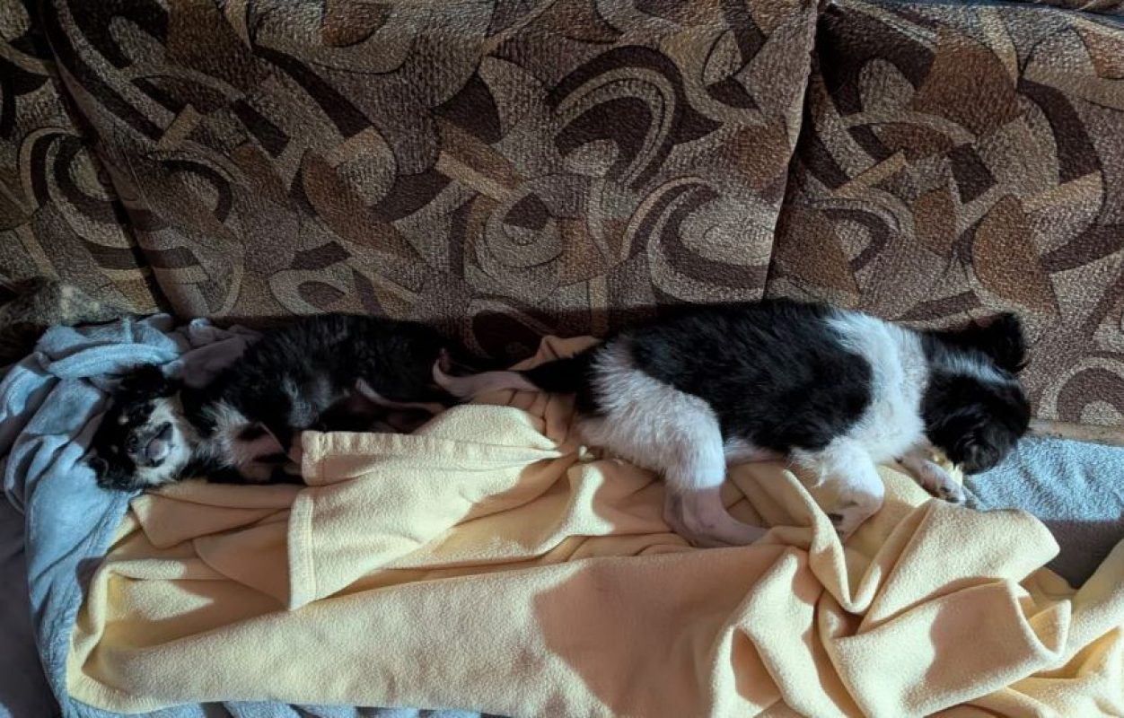 Hada - Chien à adopter