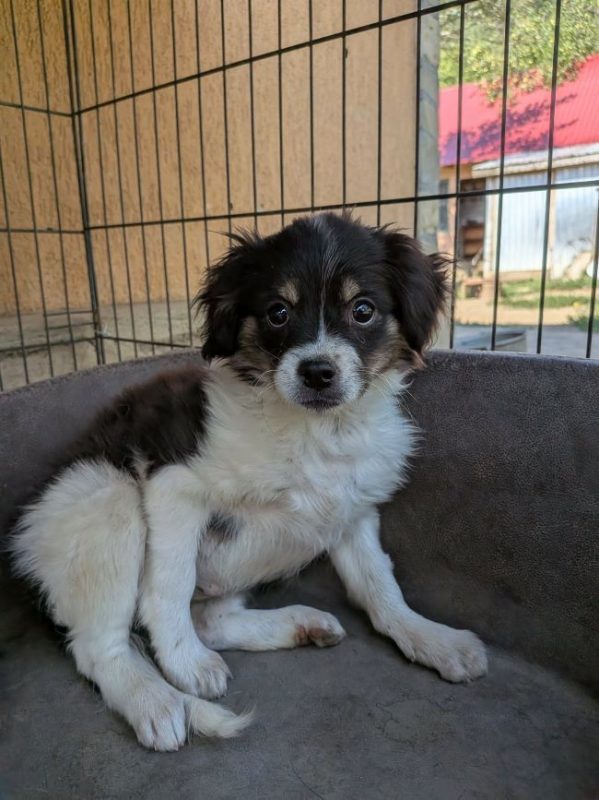 Harriet - Chien à adopter