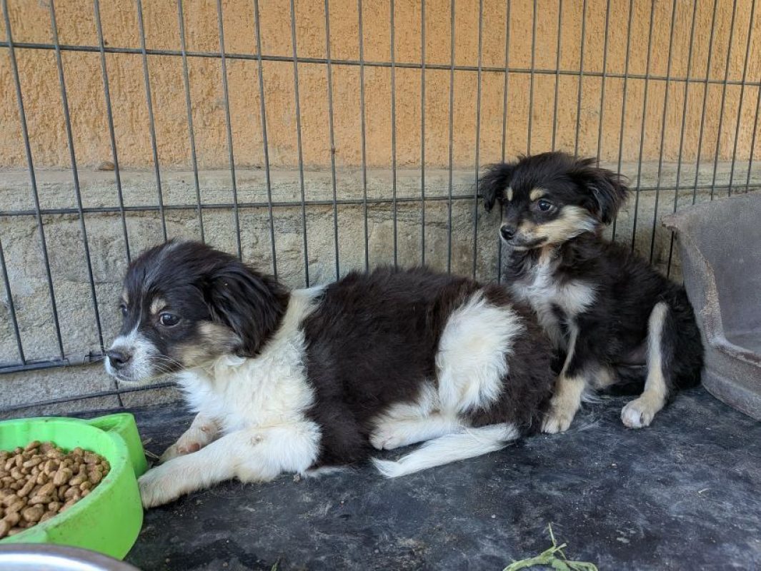 Harriet - Chien à adopter - photo 3