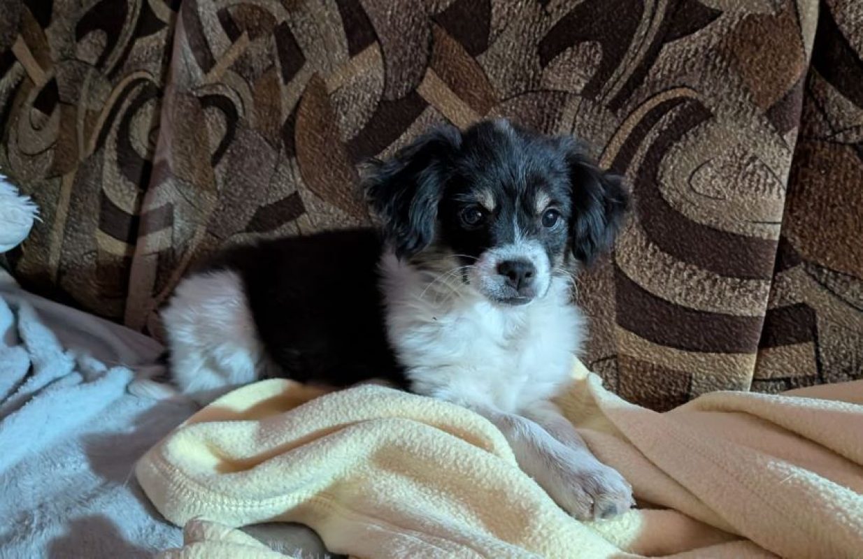 Harriet - Chien à adopter - photo 4