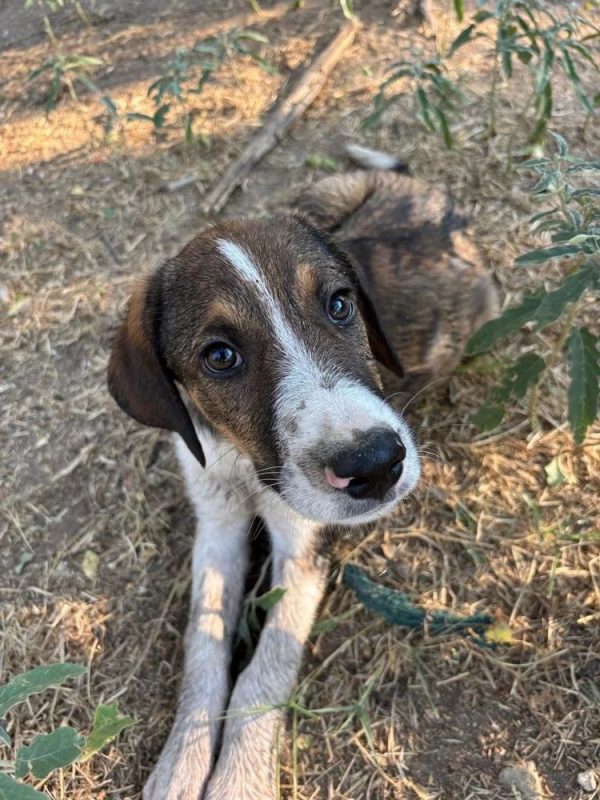thomas - Chien à adopter