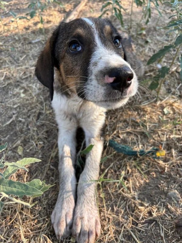 thomas - Chien à adopter - photo 2