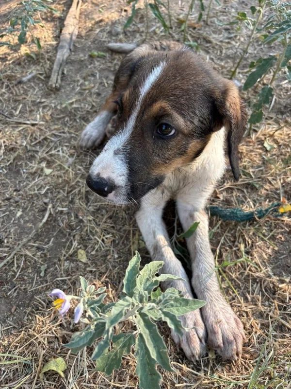 thomas - Chien à adopter - photo 3