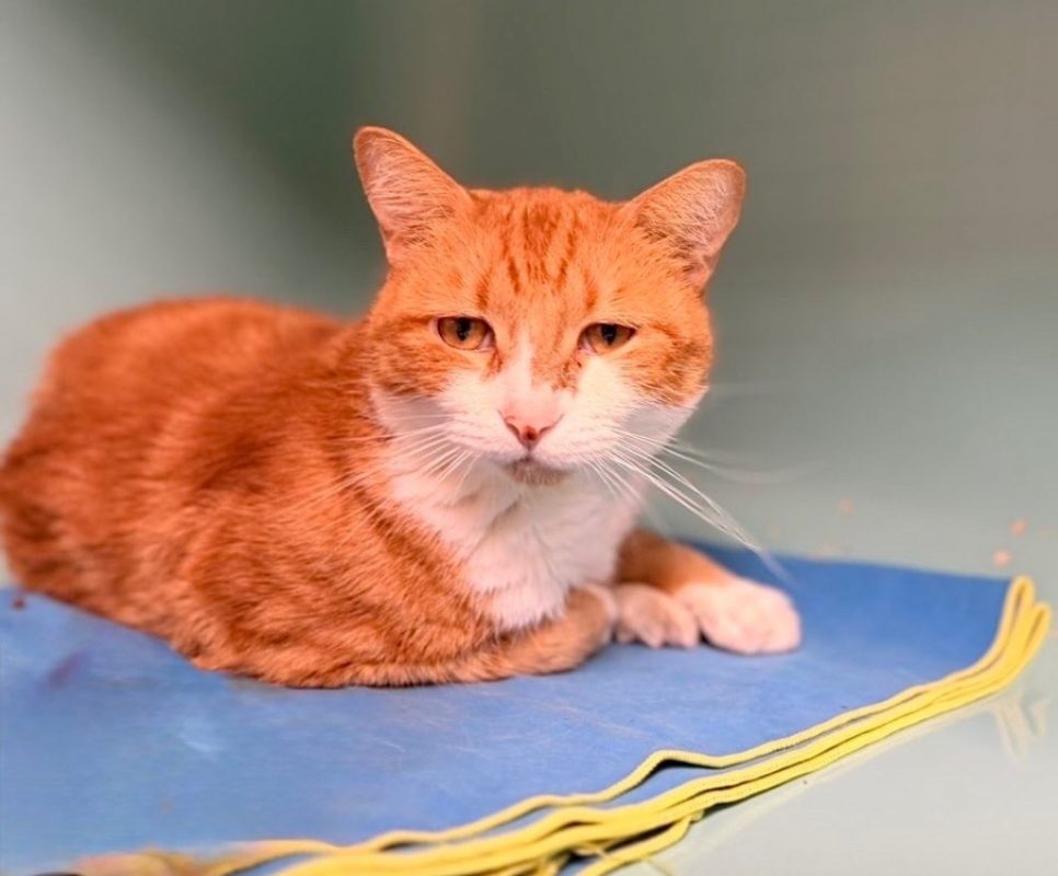 Berlioz - Chat Européen à adopter