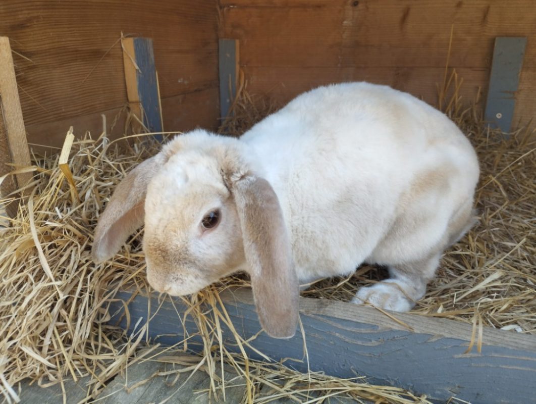 Haun - Rongeur Lapin à adopter