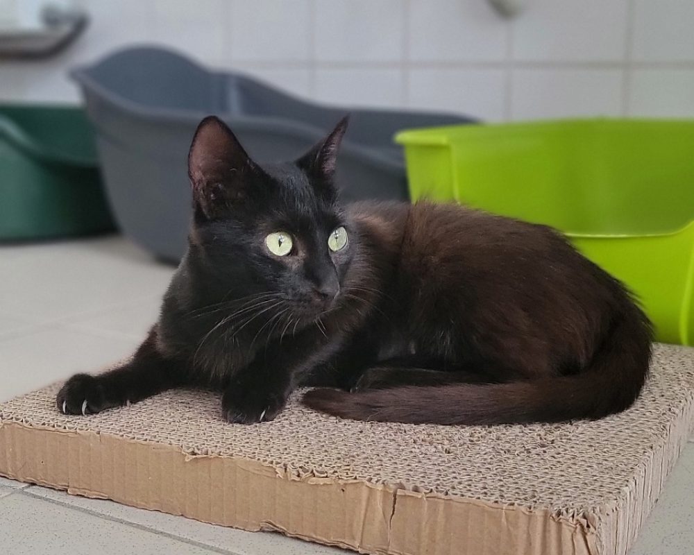 Satrami - Chat Européen à adopter