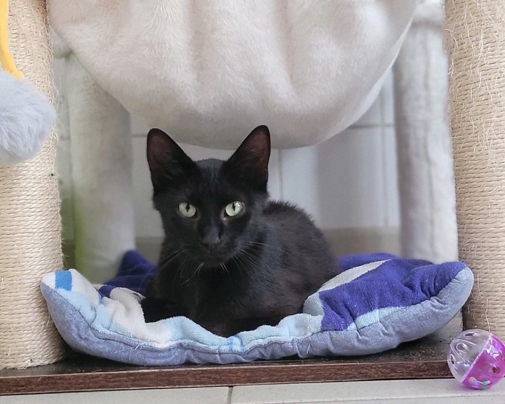 Satrami - Chat Européen à adopter - photo 2