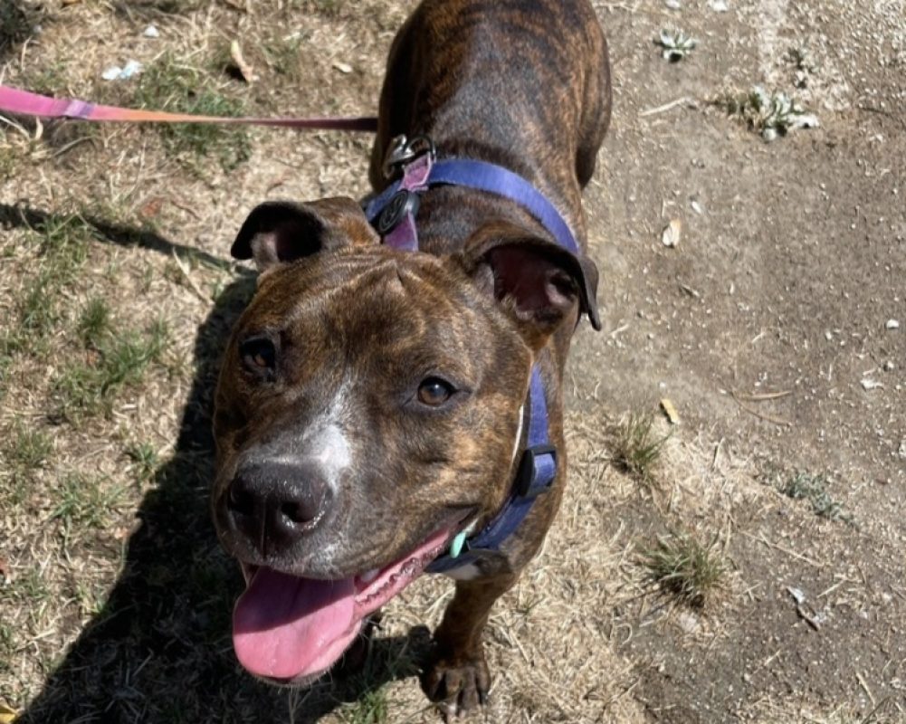 Anibal - Chien Bouledogue Américain à adopter