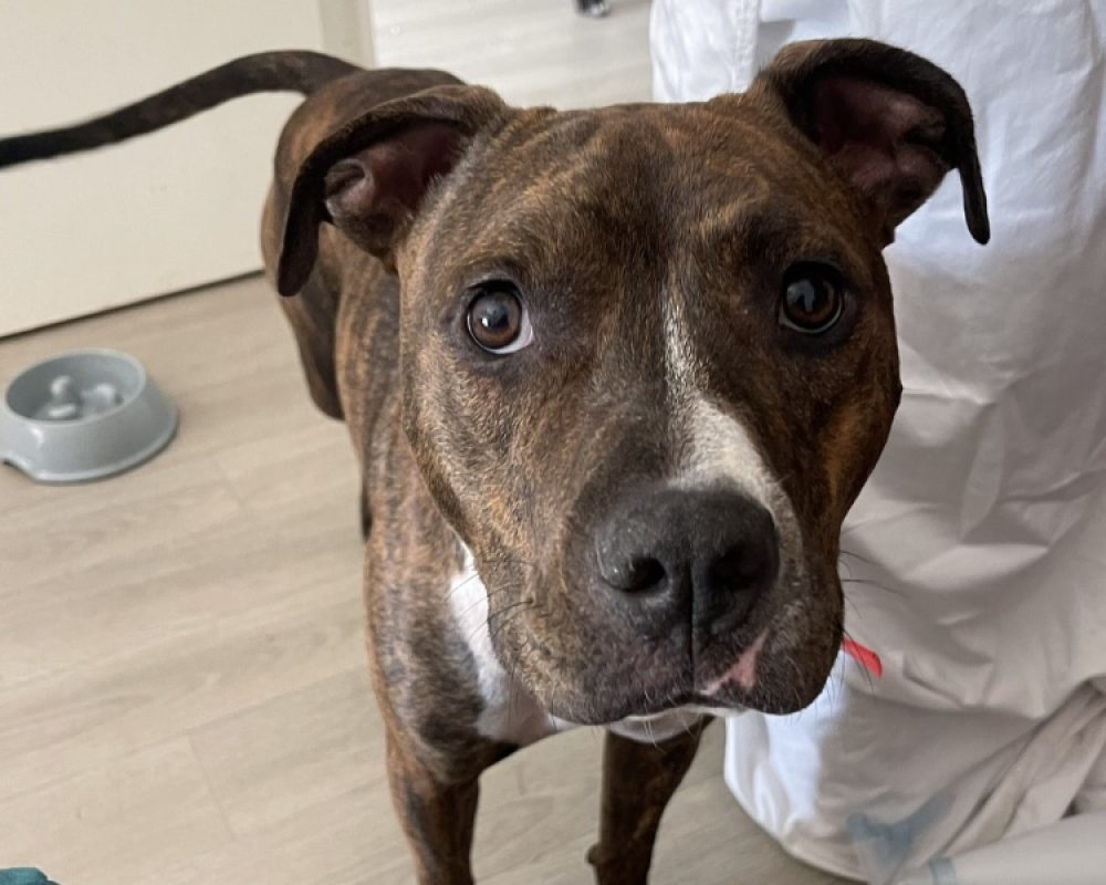 Anibal - Chien Bouledogue Américain à adopter - photo 4