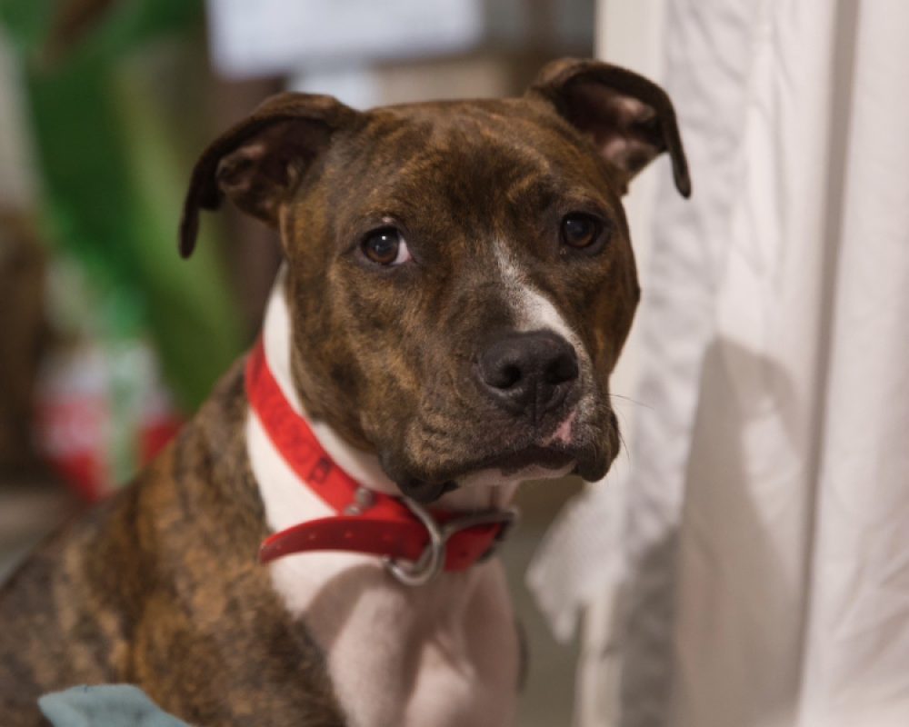 Anibal - Chien Bouledogue Américain à adopter - photo 5
