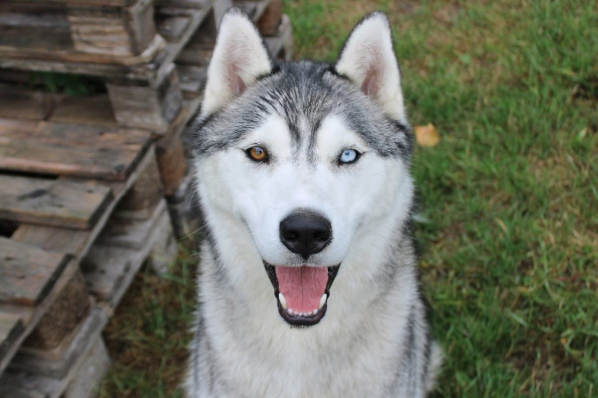 Alex - Chien à adopter
