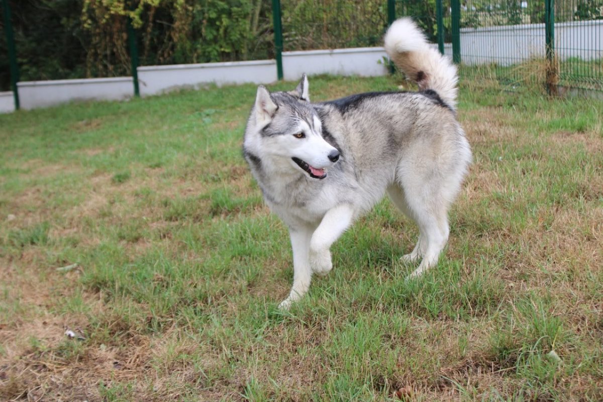 Alex - Chien à adopter - photo 3