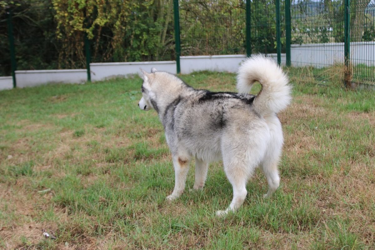 Alex - Chien à adopter - photo 4
