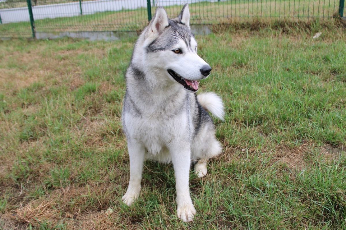 Alex - Chien à adopter - photo 5
