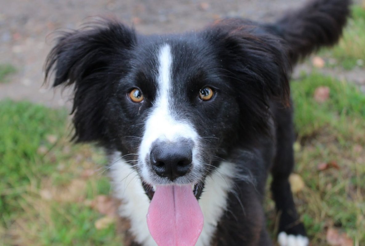 Uko - Chien à adopter