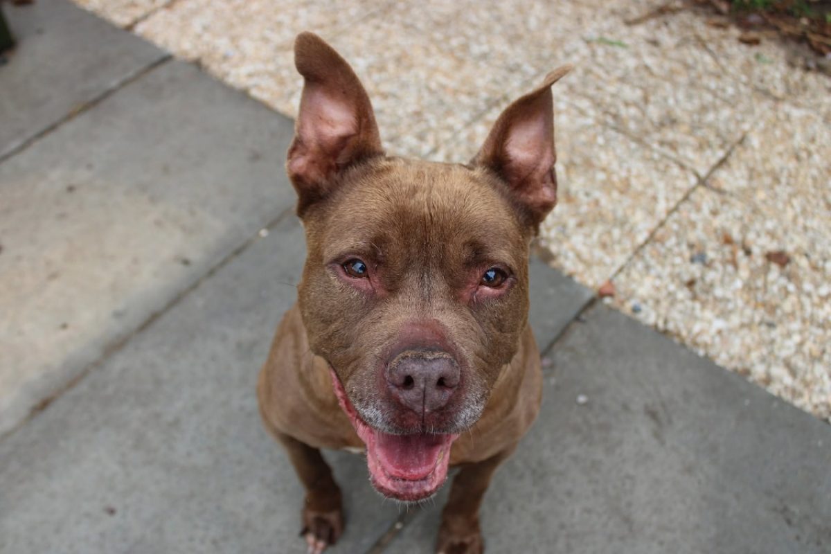 Mya - Chien à adopter