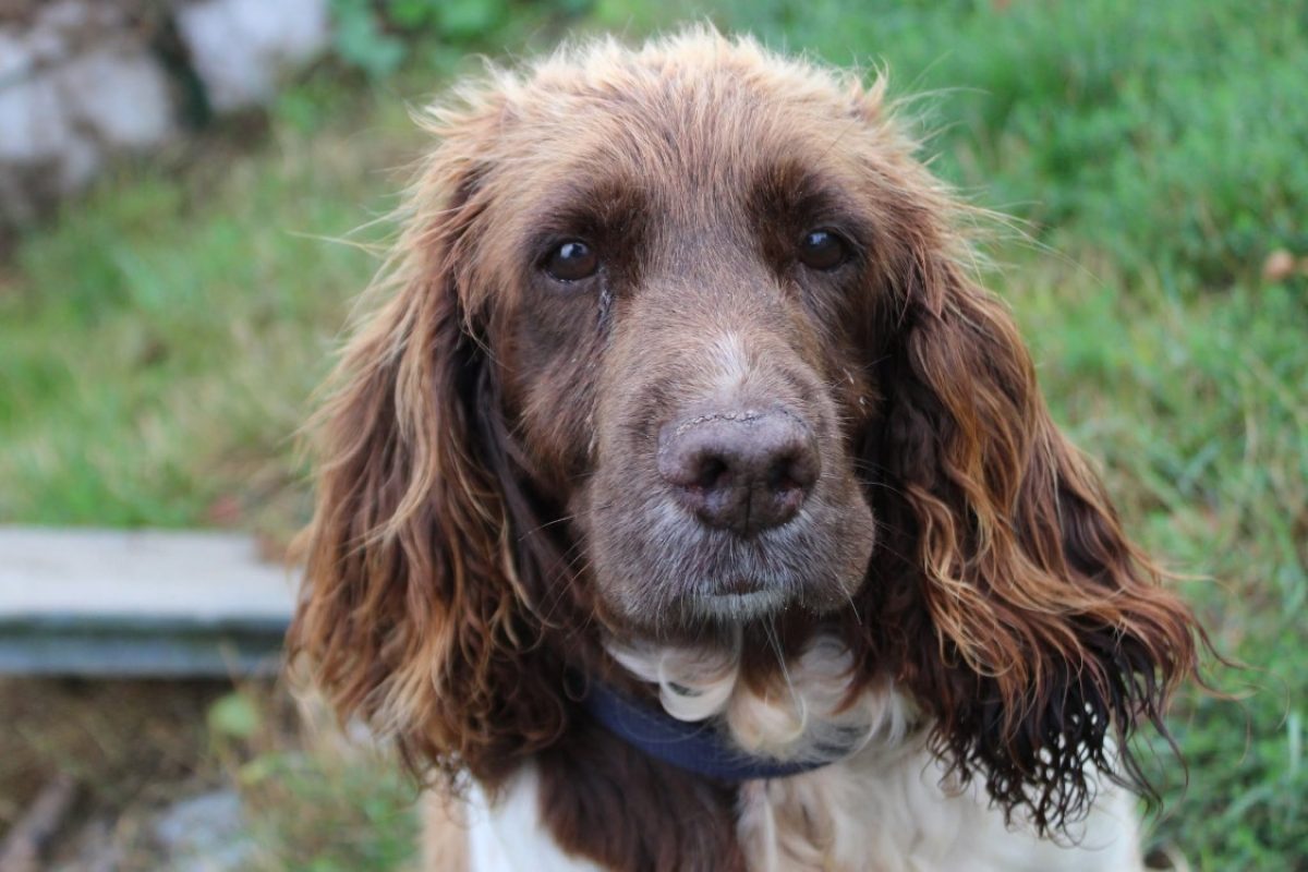 Mandy - Chien à adopter