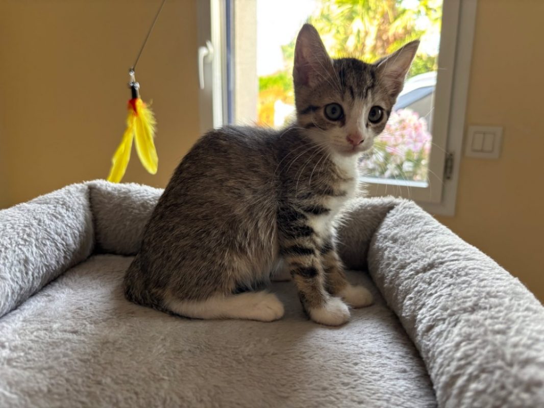 Berlioz - Chat Européen à adopter