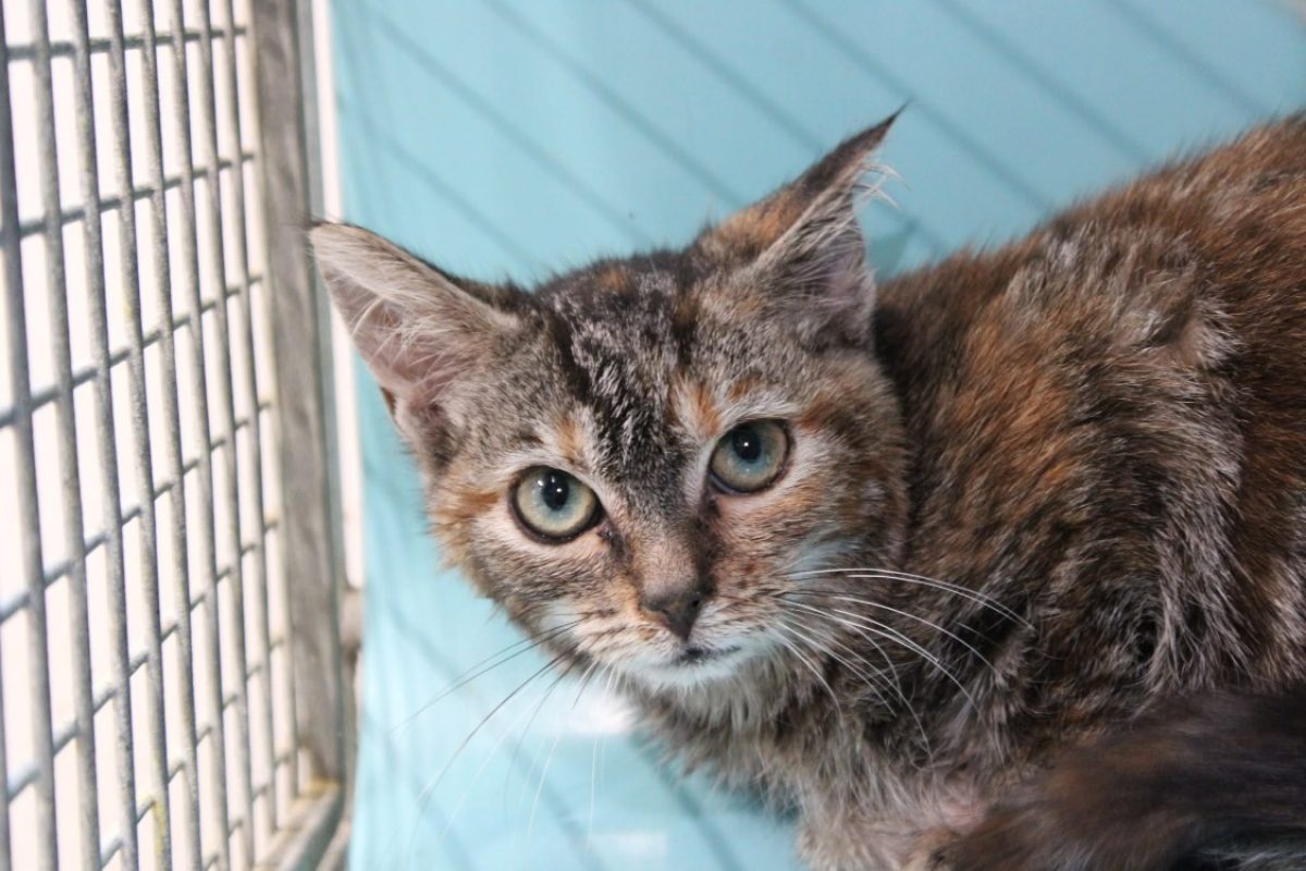 Brie - Chat Européen à adopter