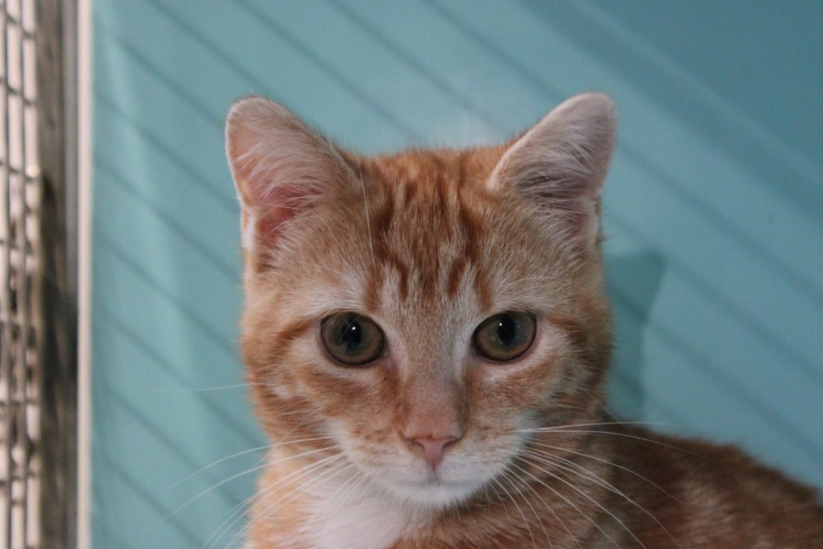Babibel - Chat Européen à adopter
