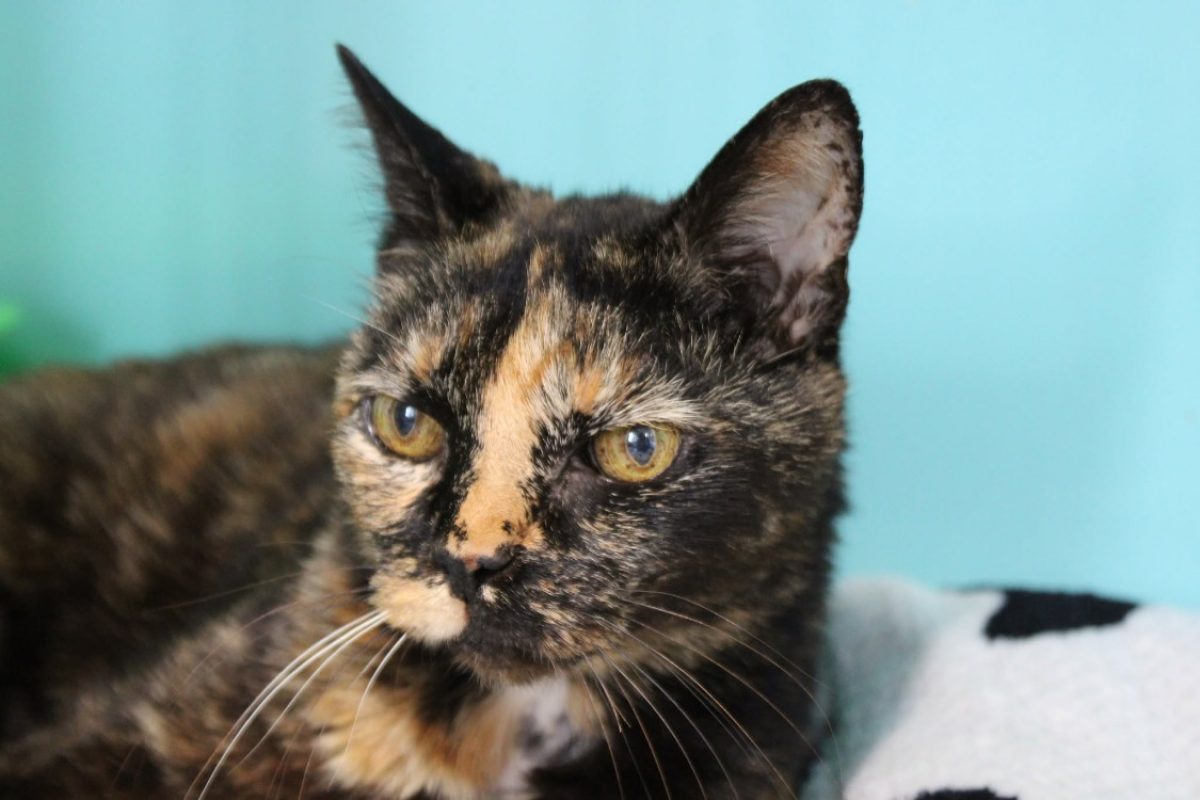 Minette - Chat Européen à adopter