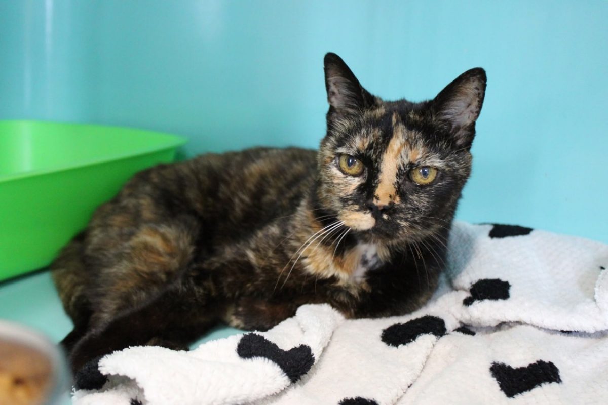 Minette - Chat Européen à adopter - photo 2