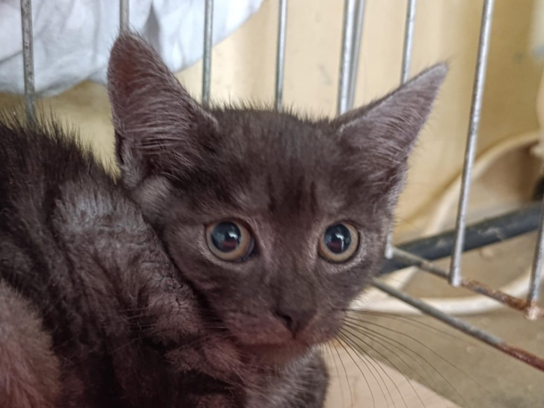 Agamemnon - Chat Européen à adopter