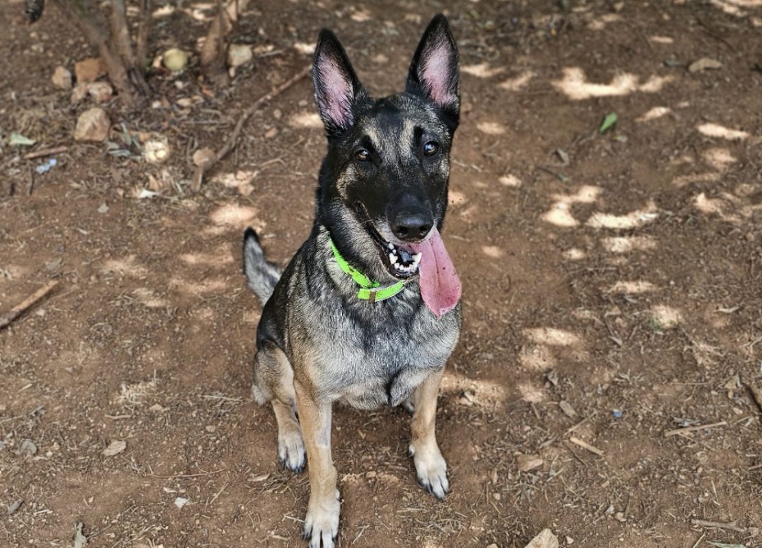 Théia - Chien Berger Belge Malinois à adopter