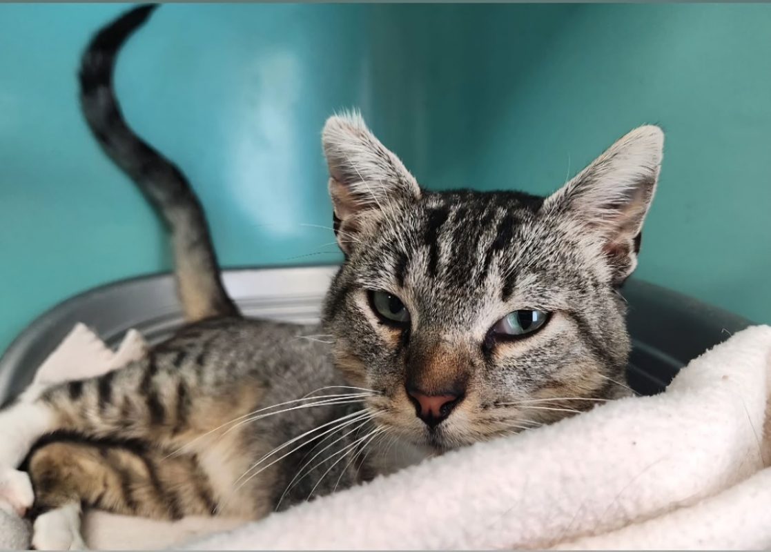 Zako - Chat Européen à adopter