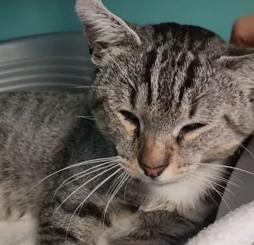 Zako - Chat Européen à adopter - photo 3