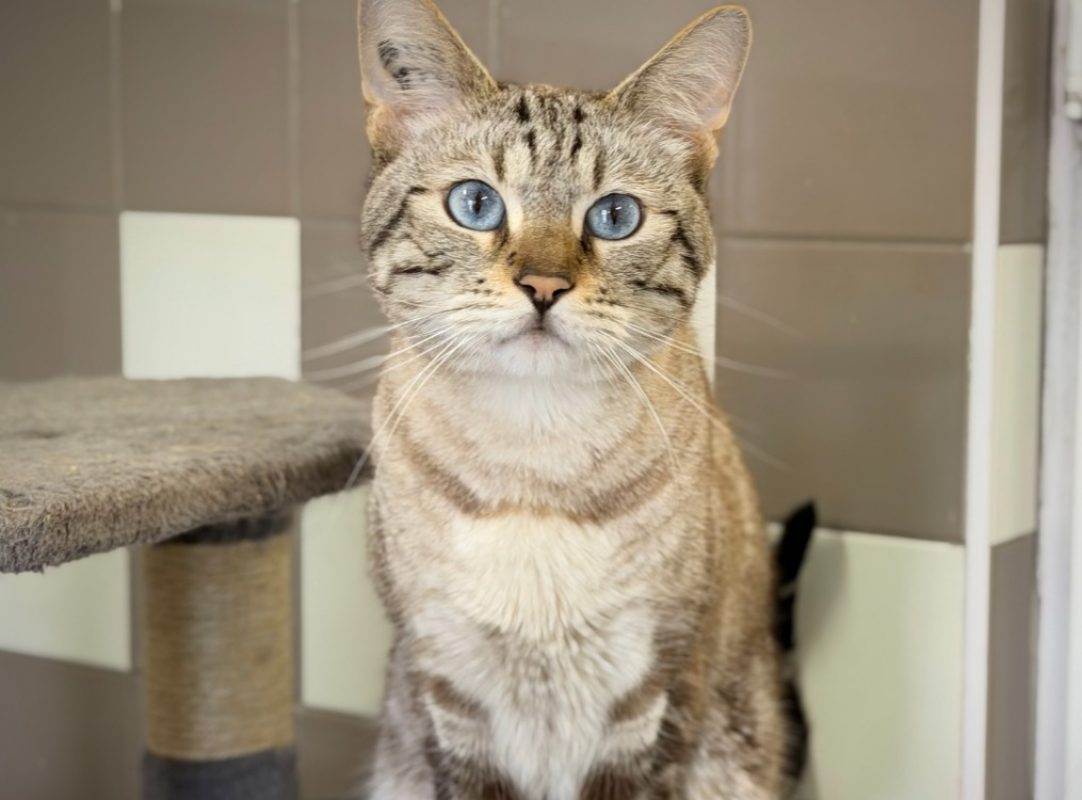 Macho - Chat Européen à adopter