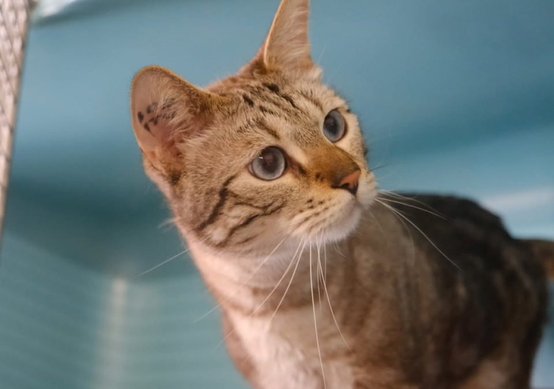 Macho - Chat Européen à adopter - photo 2